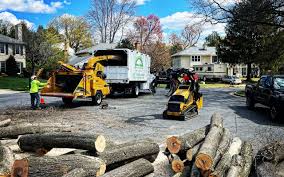 Best Storm Damage Tree Cleanup  in Paramus, NJ
