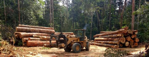 How Our Tree Care Process Works  in  Paramus, NJ